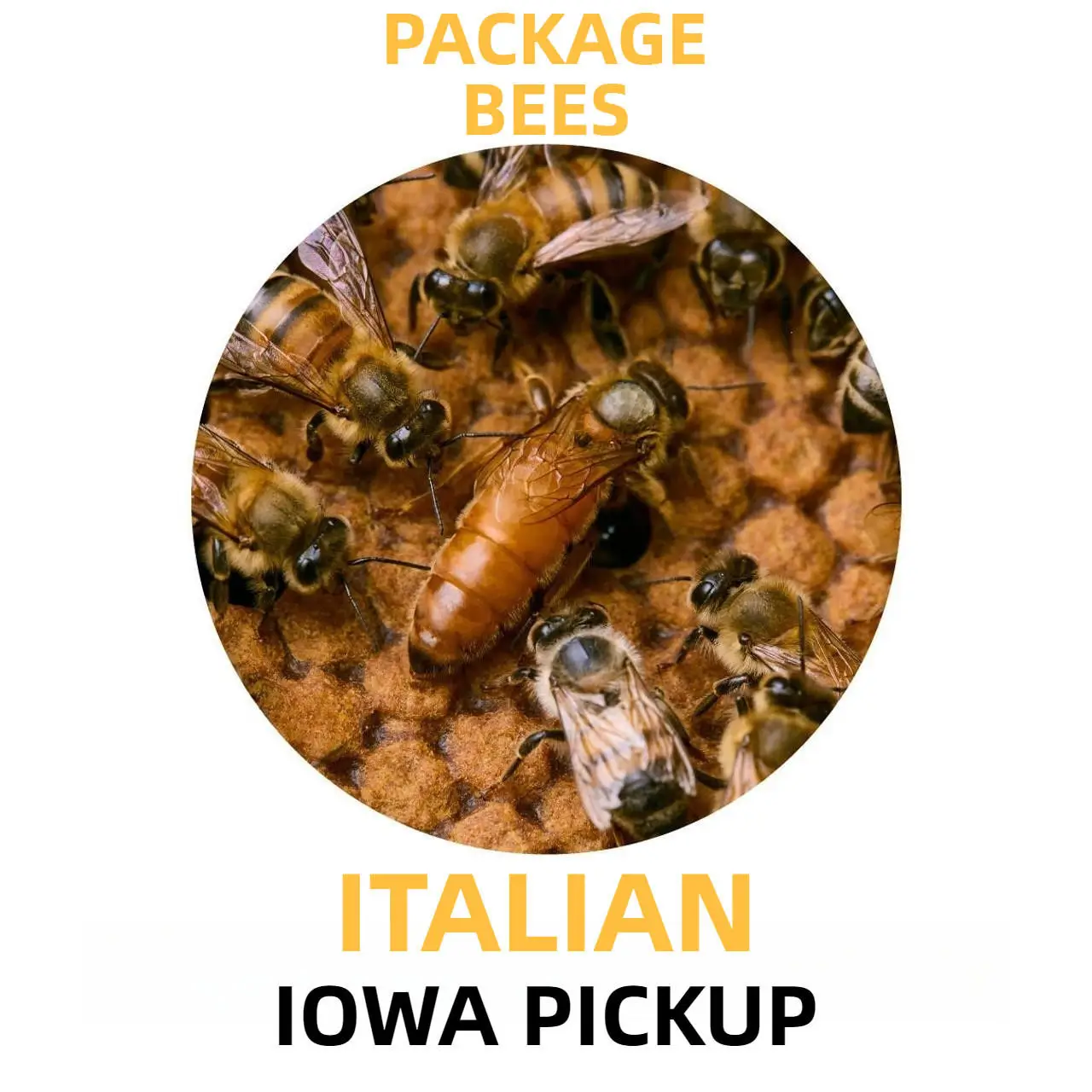 2024 Italian Queen Honey Bees For Sale with Free Shipping in Iowa USA