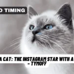 Meet Nala Cat: The Instagram Star with a Ton of Foo - Tymoff