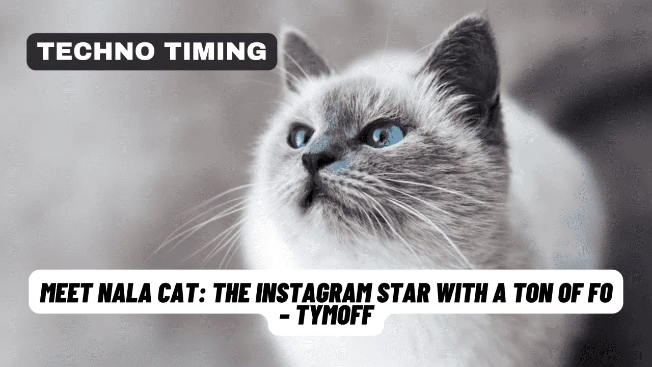 Meet Nala Cat: The Instagram Star with a Ton of Foo - Tymoff